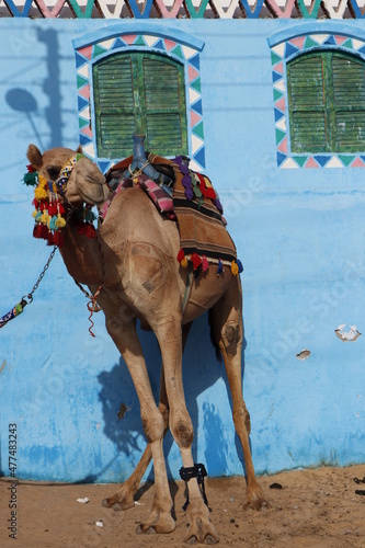 camel animal in egypt