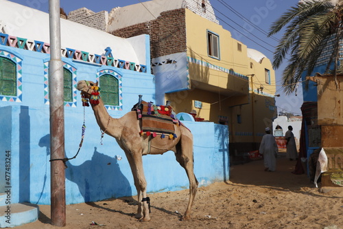 camel animal in egypt