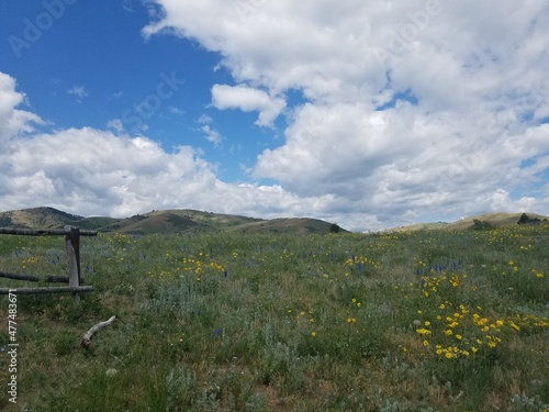 Meadow in the mountains