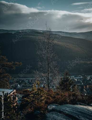 Canvas Print Tree Over Ballater