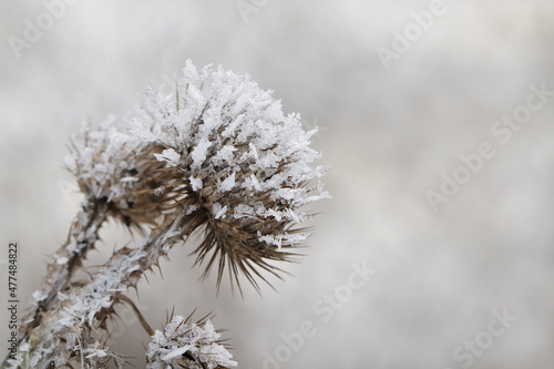 Distel im Winter mit Schnee und Eiskristallen