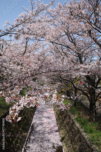 桜並木と花筏