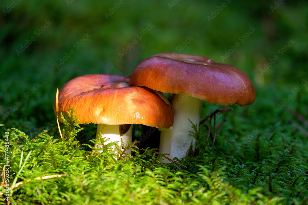 Two beautiful fresh forest mushroom russule growing in autumn forest. Nature environment and picking season concept Two beautiful fresh forest mushroom russule growing in autumn forest. Nature environment and picking season concept