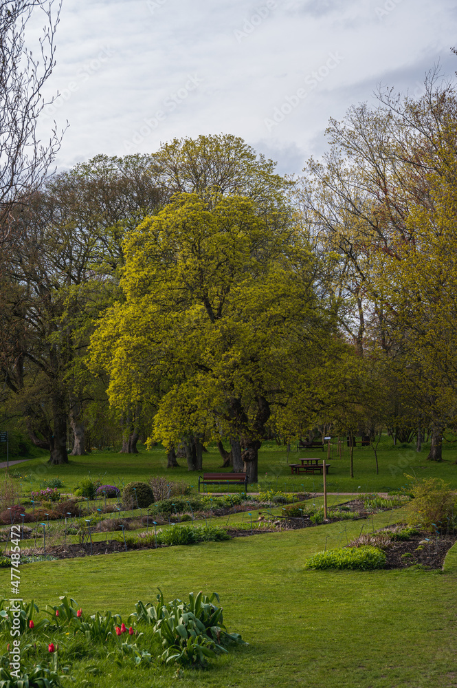 Green spring trees in Lund botanical gardens in Sweden