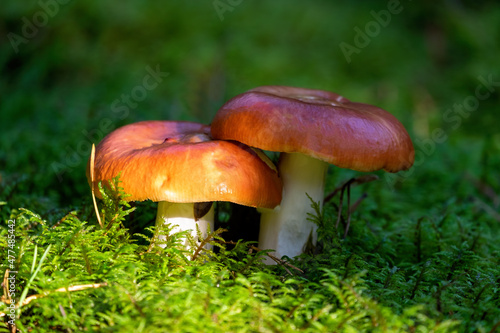 Two beautiful fresh forest mushroom russule growing in autumn forest. Nature environment and picking season concept