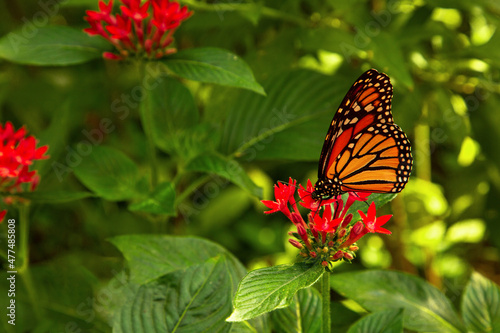 monarch butterfly in nature