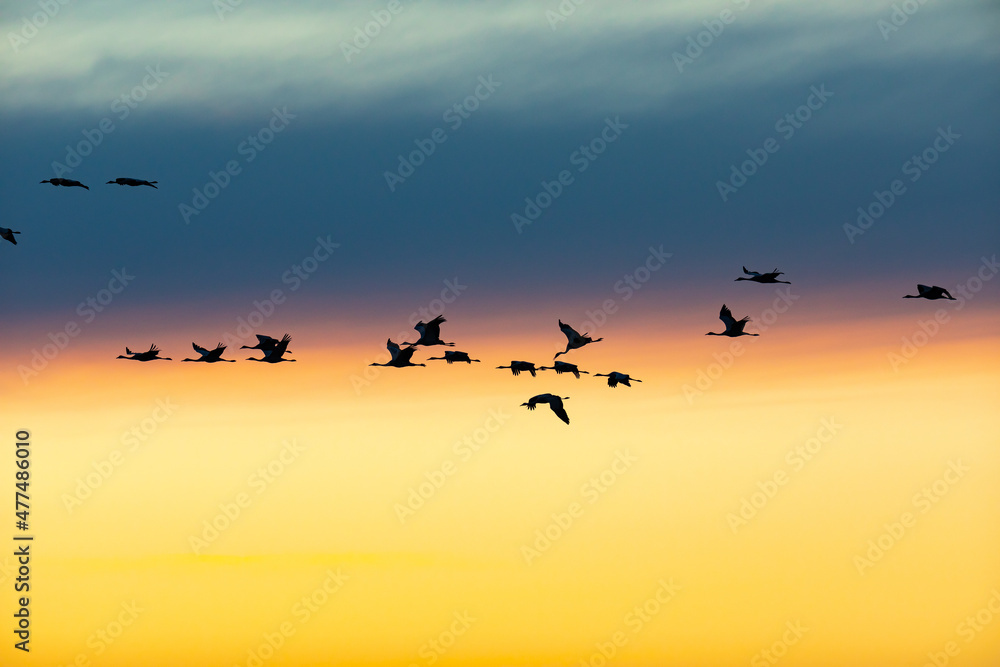 Fototapeta premium Silhouettes of flying Cranes ( Grus Grus) at Sunset France