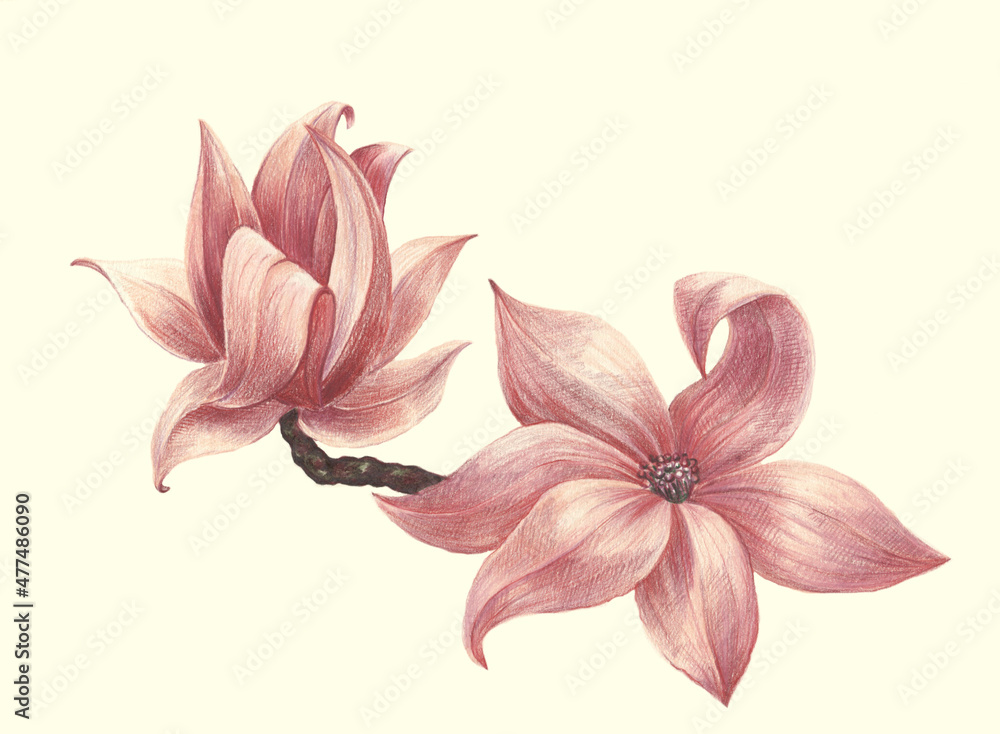 Pink magnolia flowers  drawing in color pencils. Handmade illustration for decoration.