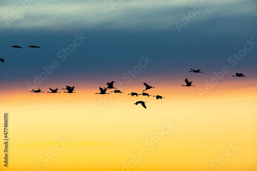 Silhouettes of  flying Cranes ( Grus Grus) at Sunset France

