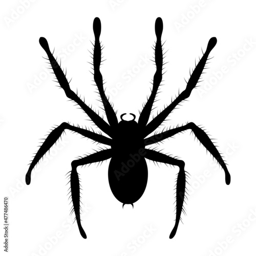 vector black and white drawing of poisonous tarantula spider