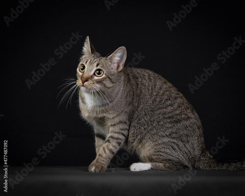 Studio photos of a gray cat on dark background © xyo33