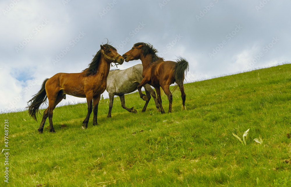 Horses Horses