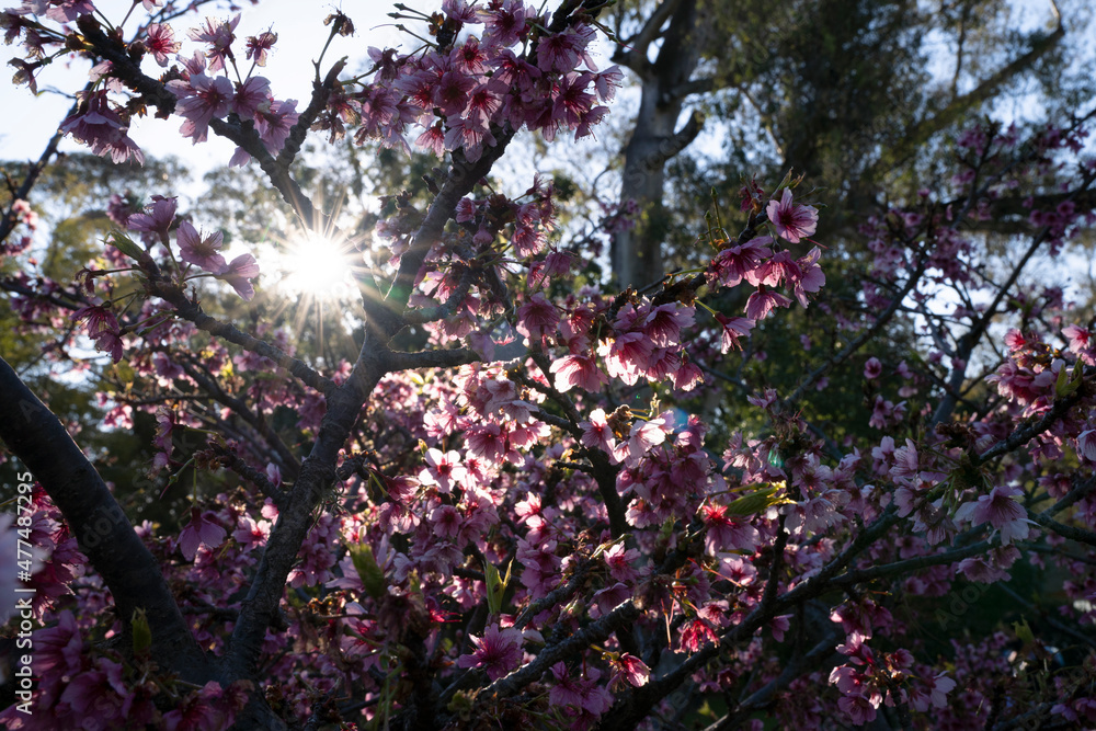 Floral. Closeup view of Prunus serrulata, also known as Japanese flowering cherry or Sakura, branches and flowers of pink petals, blooming in the park at sunset. Beautiful lens flare and dusk colors. Floral. Closeup view of Prunus serrulata, also known as Japanese flowering cherry or Sakura, branches and flowers of pink petals, blooming in the park at sunset. Beautiful lens flare and dusk colors.