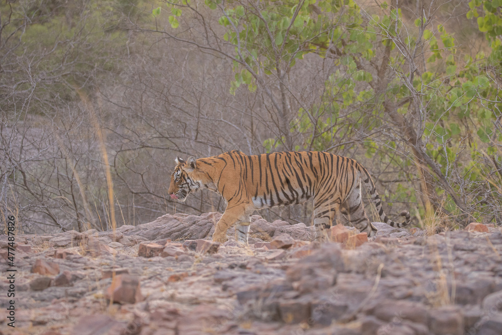 Fototapeta premium Tiger in the nature habitat. Tiger male walking head on composition. Wildlife scene with danger animal. Hot summer in Rajasthan, India. Dry trees with beautiful indian tiger, Panthera tigris
