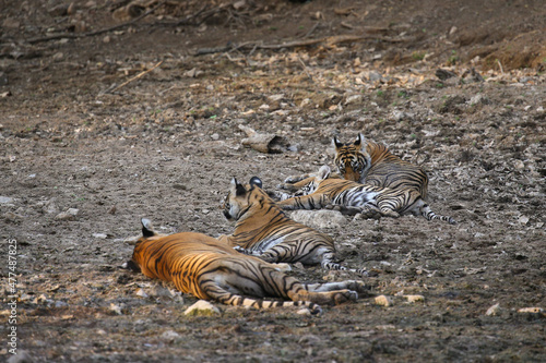 Tiger in the nature habitat. Tiger male walking head on composition. Wildlife scene with danger animal. Hot summer in Rajasthan, India. Dry trees with beautiful indian tiger, Panthera tigris