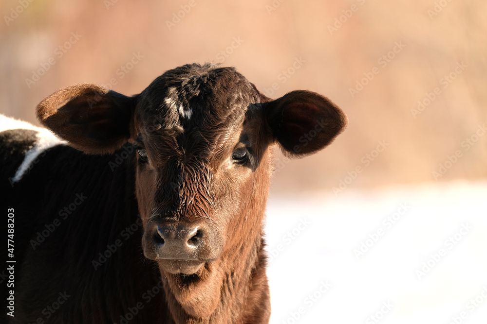 Beef calf looking cute on farm with winter snow blurred background. Beef calf looking cute on farm with winter snow blurred background.