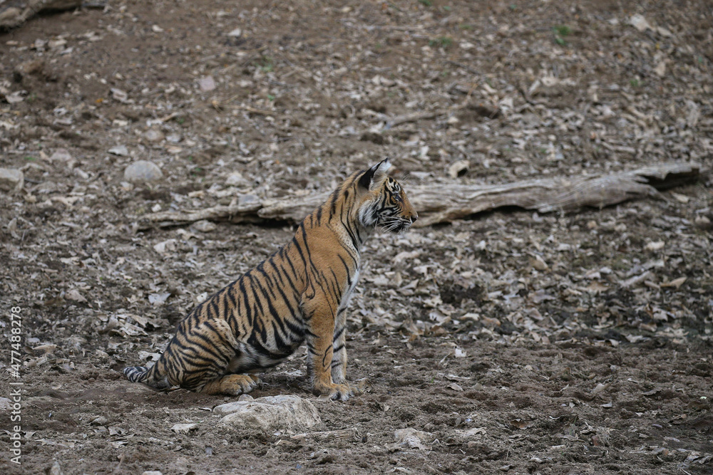 Fototapeta premium Tiger in the nature habitat. Tiger male walking head on composition. Wildlife scene with danger animal. Hot summer in Rajasthan, India. Dry trees with beautiful indian tiger, Panthera tigris