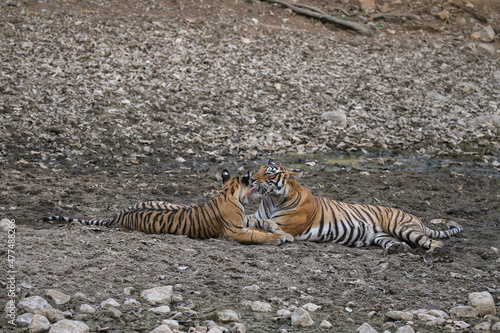 Tiger in the nature habitat. Tiger male walking head on composition. Wildlife scene with danger animal. Hot summer in Rajasthan, India. Dry trees with beautiful indian tiger, Panthera tigris