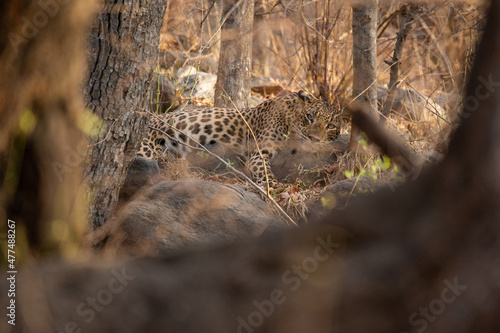 Indian leopard in the nature habitat. Leopard resting on the rock. Wildlife scene with danger animal. Hot summer in Rajasthan, India. Cold rocks with beautiful indian leopard, Panthera pardus fusca photo