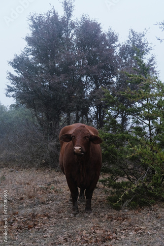 Santa Gertrudis cow portrait in winter field with fog weather. photo