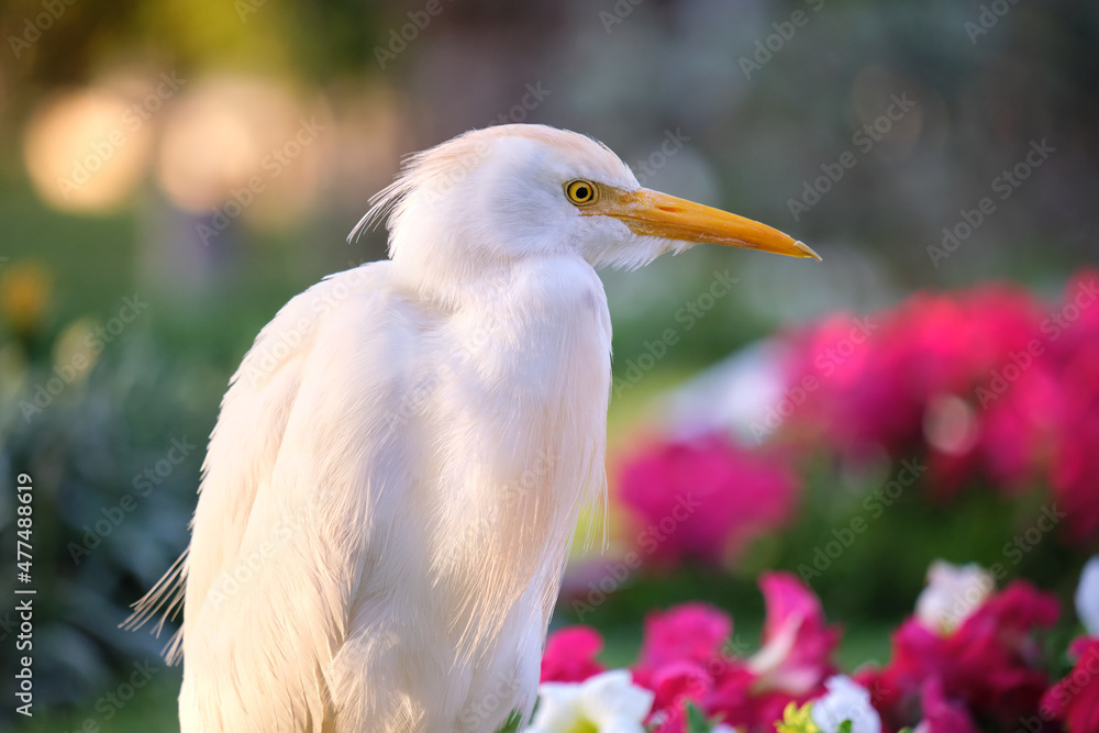 Obraz premium White cattle egret wild bird, also known as Bubulcus ibis walking on green lawn in summer