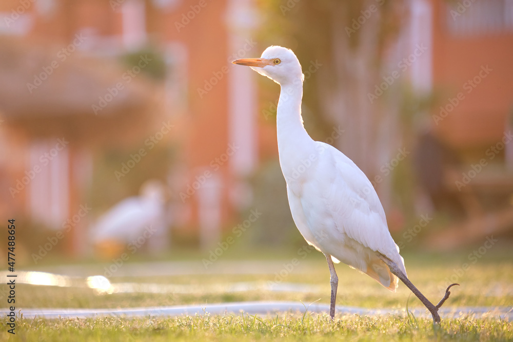 Obraz premium White cattle egret wild bird, also known as Bubulcus ibis walking on green lawn in summer