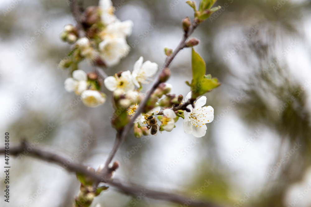 A bee collects pollen in flowers of a sour cherry tree. A bee collects pollen in flowers of a sour cherry tree.