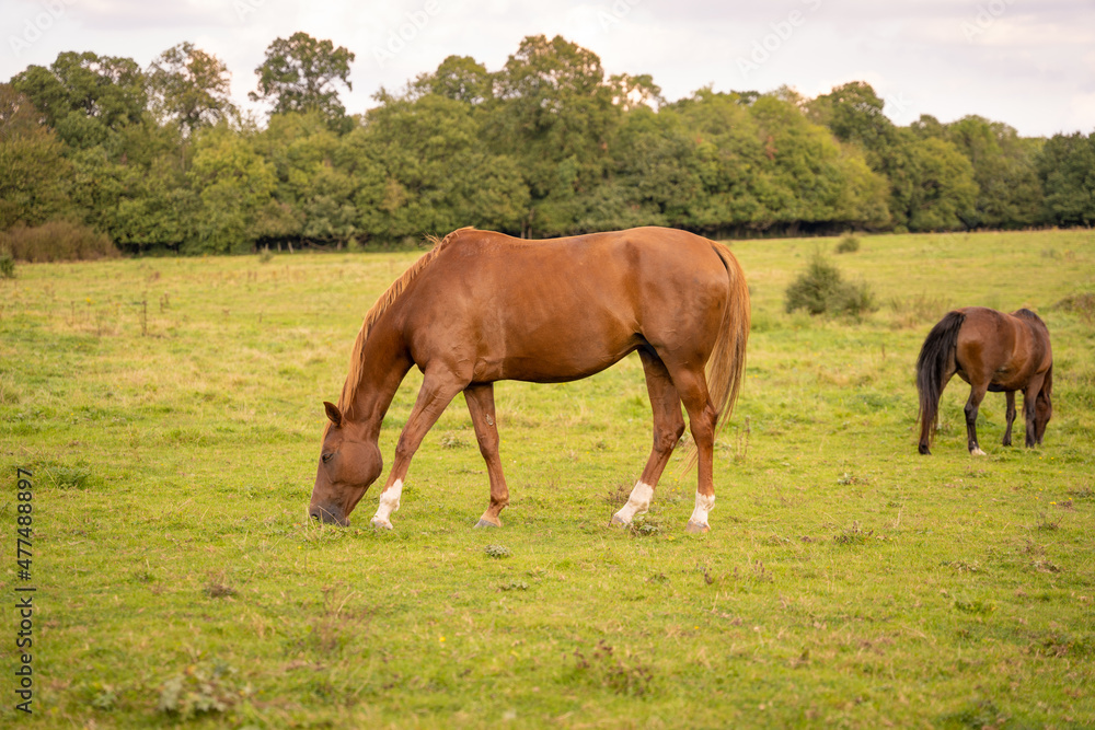 Woodland forest nature with trees, berries, fields, grass, and horses. Woodland forest nature with trees, berries, fields, grass, and horses.