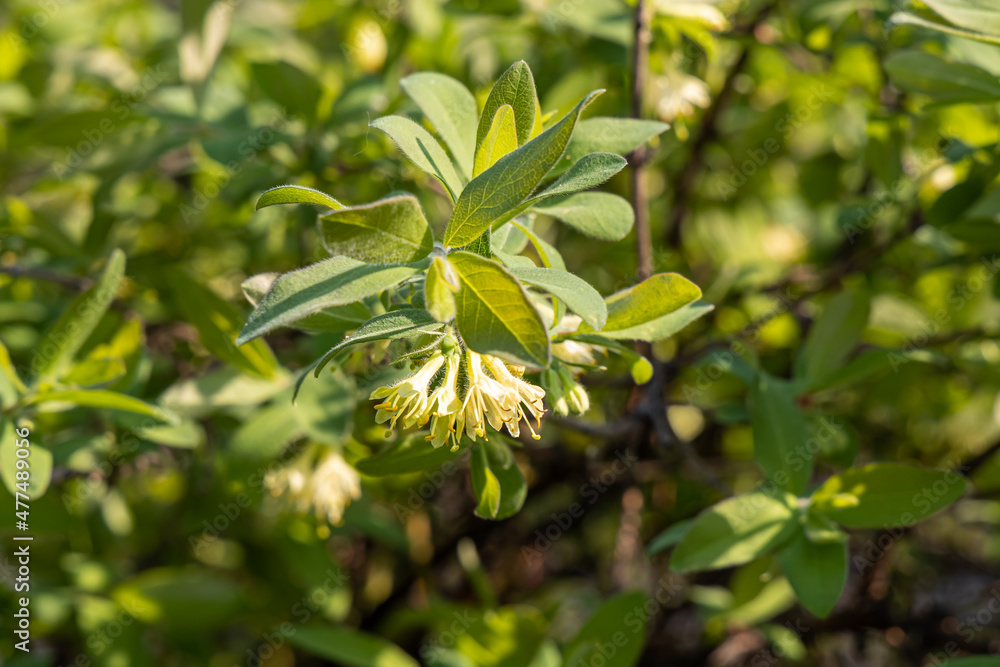 Fototapeta premium Wild honeysuckle branches with green fresh leaves and yellow buds and flowers are on a blurred background in a garden in spring