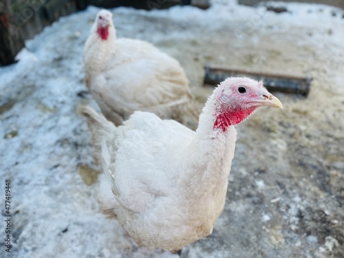 Turkeys on snowy ground on farm. From above white turkeys standing on cold snowy ground in enclosure on winter day on farm