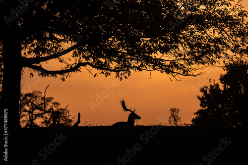 Wild deer and stag in field Knole Park  London  England.