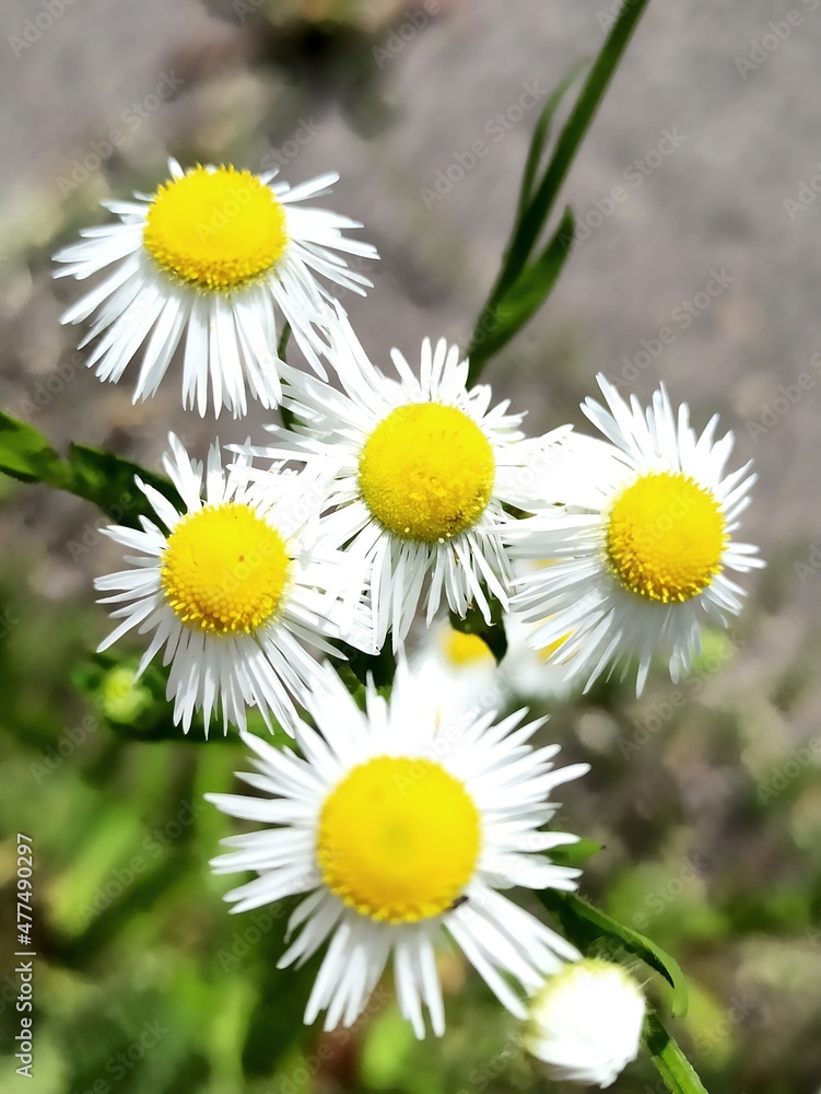 Obraz premium The Daisies