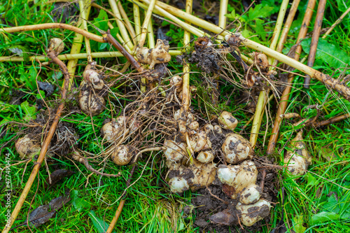 The Jerusalem artichoke harvest. Autumn organic vegetable garden. photo