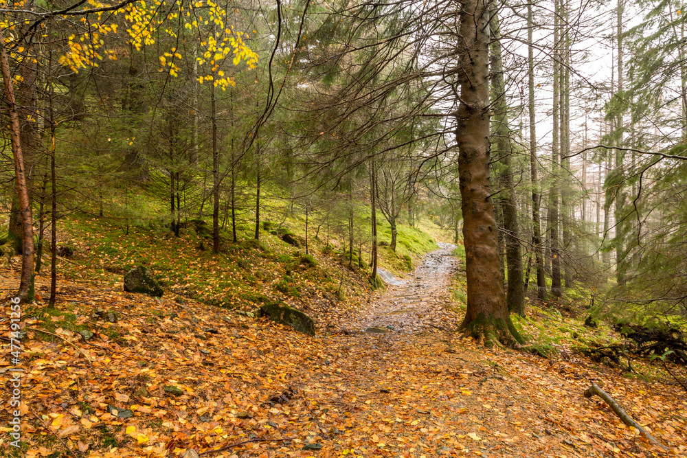 Obraz premium A few days of heavy rain in the English Lake District led to streams of water running off the autumnal colored fells
