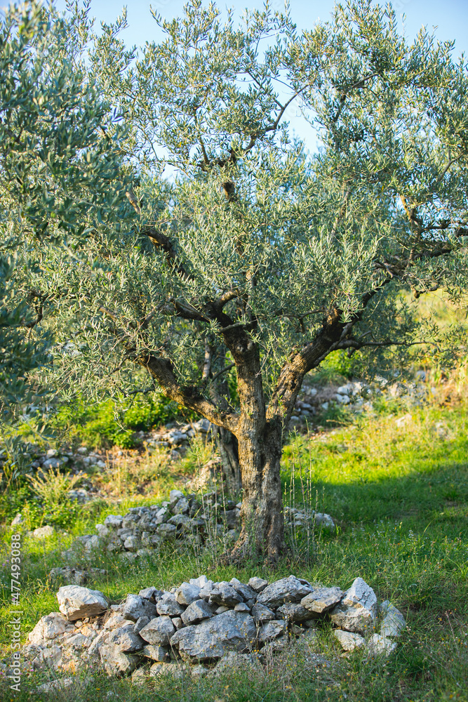 Fototapeta premium Olive tree with green olives from the old trees park