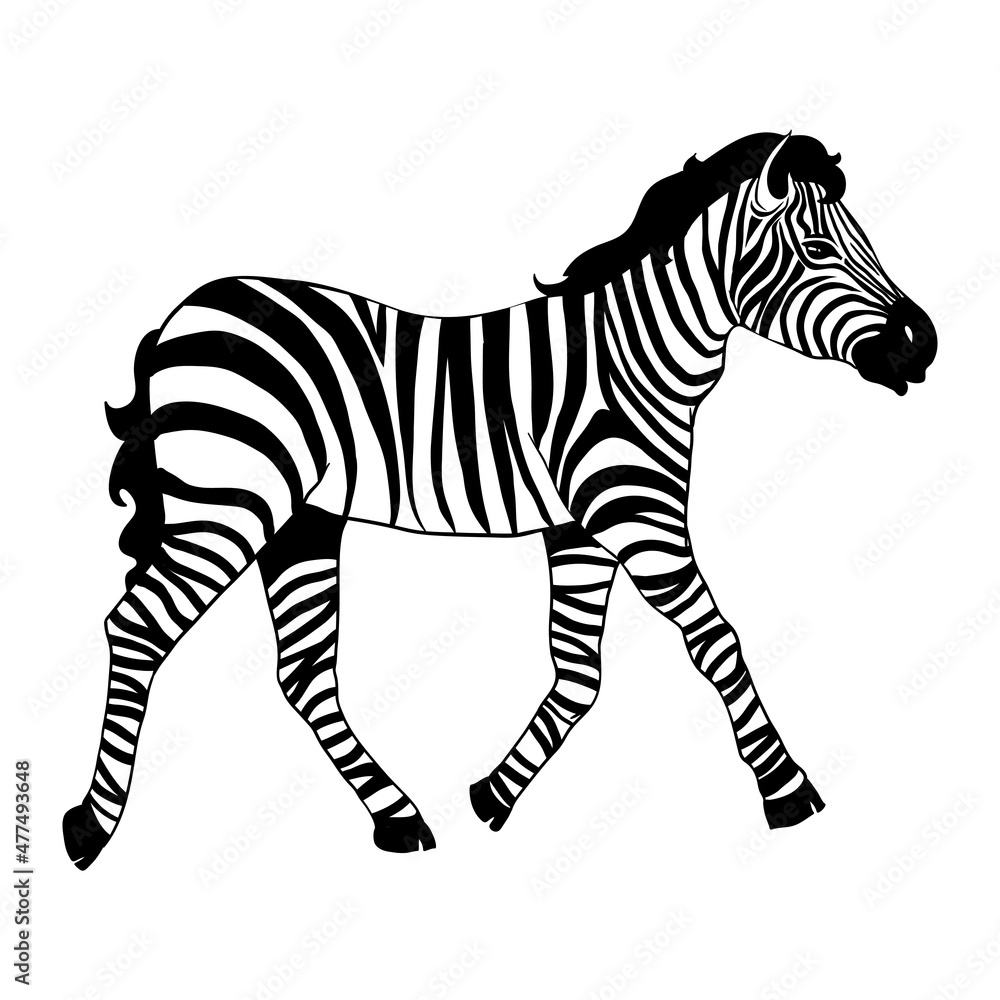 Obraz premium Closeup beautiful potrait Zebra looking at the camera isolated on white background