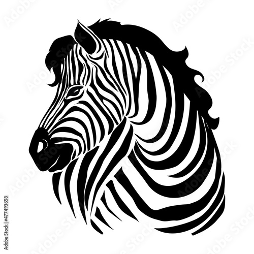 Closeup beautiful potrait Zebra looking at the camera isolated on white background