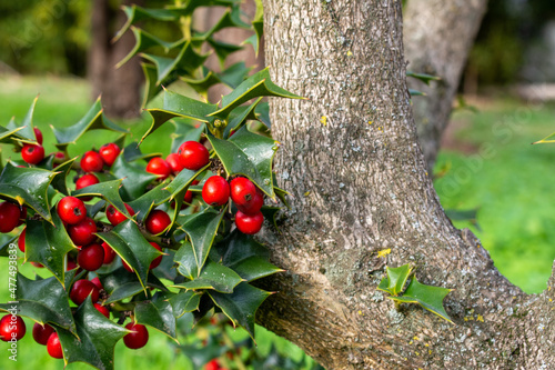 Holly plant. Ilex crenata, Japanese holly or boxleaf holly, is a species of flowering plant in the family Aquifoliaceae, native to eastern China, Japan, Korea, Taiwan, and Sakhalin. Selective focus.