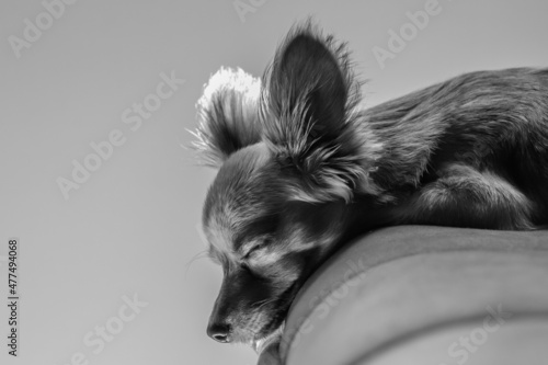 Dog
