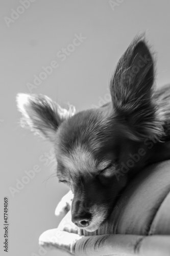Dog