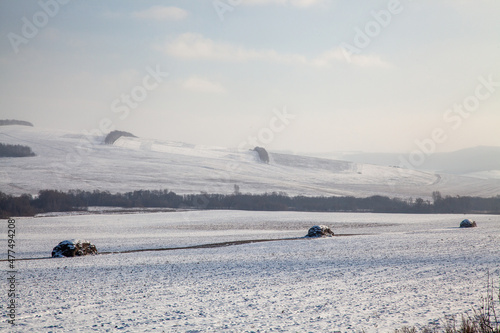 Snow covered hills on a clear sunny day. Several haystacks in a field. The forest is in the distance. © Тамара Андреева