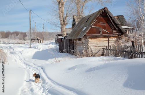 The street of the village is covered with snow. A dog is running along the beaten path.