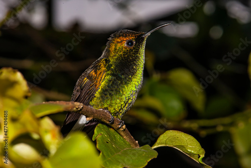 Coppery-Headed Emerald Hummingbird (Elvira cupreiceps) Perched in Costa Rica photo