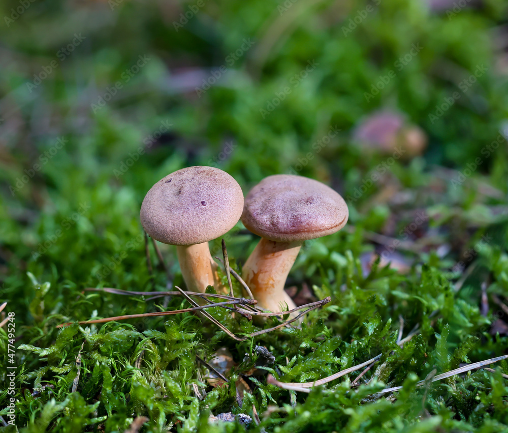 Nahaufnahme eines Pilz im Wald. Pilze sind teilweise giftig und teilweise essbar. Nahaufnahme eines Pilz im Wald. Pilze sind teilweise giftig und teilweise essbar.