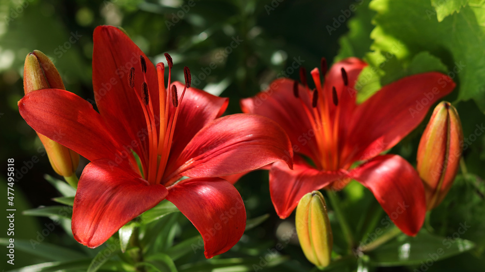 Lilium. Beautiful flower of orange Lily in the garden on a summer day.Orange Red Lily close up.Floral background.Lilies blooming close up.  Image plant blooming orange tropical flower tiger lily