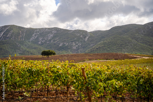 Beautiful landscape with vineyard and tree in Arrabida Natural Park, South from Lisbon, Portugal photo