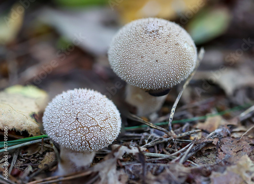 Nahaufnahme eines Pilz im Wald. Pilze sind teilweise giftig und teilweise essbar. photo
