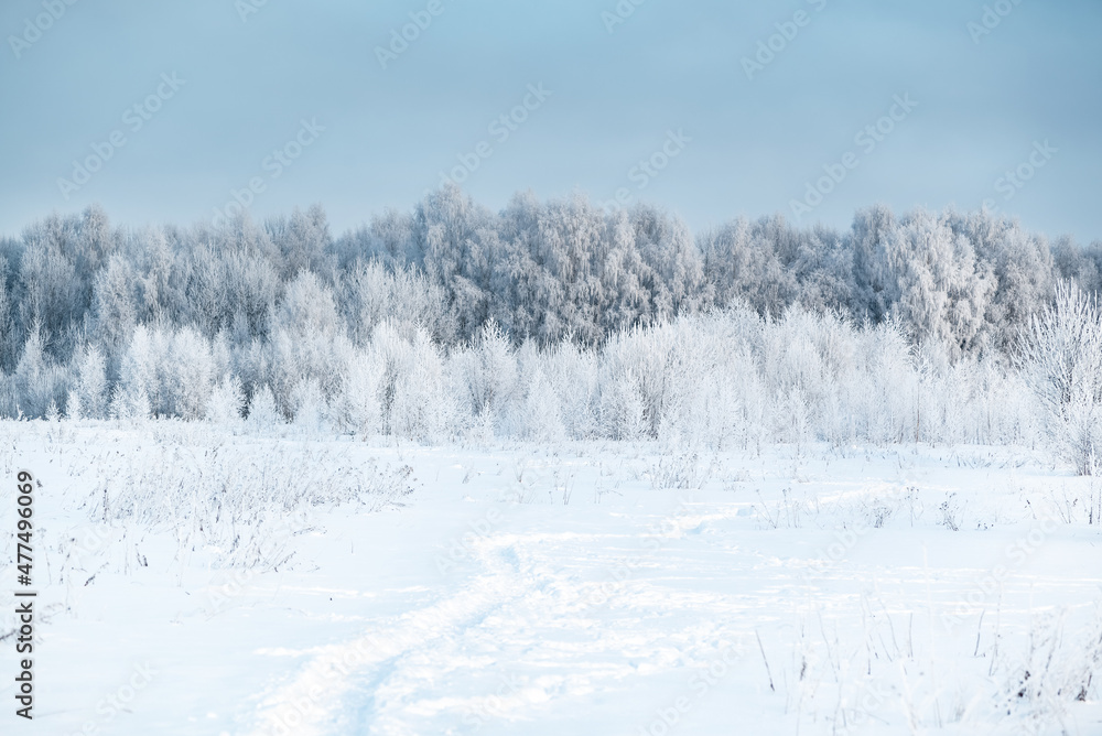 Winter forest covered with white hoarfrost landscape Winter forest covered with white hoarfrost landscape