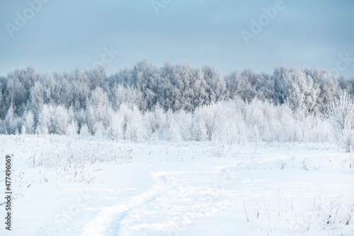 Winter forest covered with white hoarfrost landscape