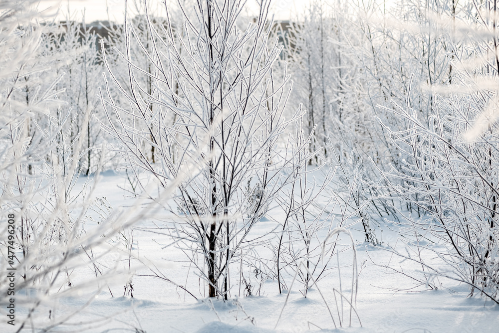 Tree covered with white hoarfrost in winter